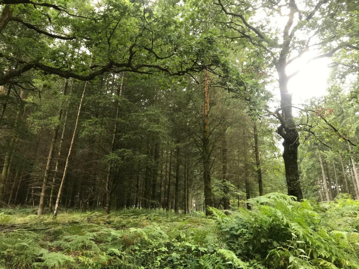 Old Co Op House -Forest Of Dean Bream Eksteriør bilde